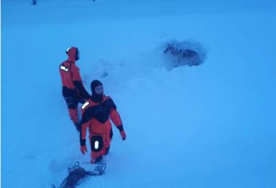 Спасатели вытащили дворнягу, которая провалилась под лед на реке Тигода