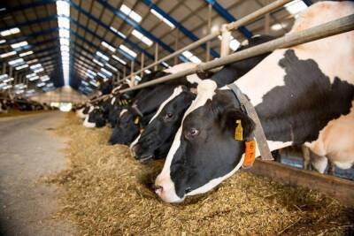 Названы 10 нижегородских предприятий-лидеров по производству молока