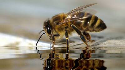 Пчелы и осы стали причиной массовой отмены авиарейсов в Великобритании