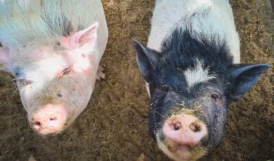 Россельхознадзор в январе зарегистрировал 9 вспышек африканской чумы свиней