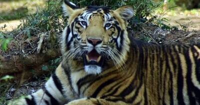 В индийском парке заметили вымирающий вид "черных" тигров (фото, видео)