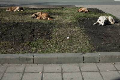 В Мурманске отловят покусавших девочку на Радищева собак
