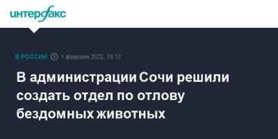 В администрации Сочи решили создать отдел по отлову бездомных животных