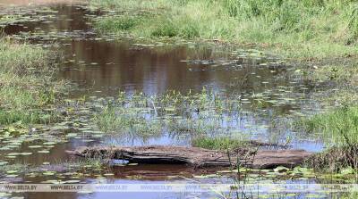 Нерачительное отношение к болотам наносит ущерб не только экологии, но и экономике