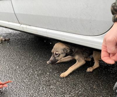Фото: водители спасли оказавшегося на трассе ЗСД маленького щенка
