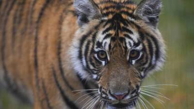 В Иерусалиме появился символ 2022 года: в зоопарк привезли самую маленькую тигрицу