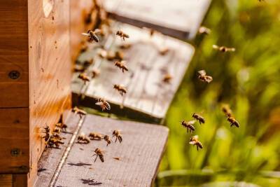 Двое смолян украли мед и подвергли гибели три семьи пчел