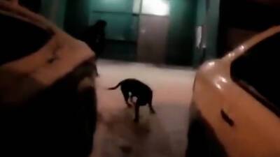 Командам не обучен: собака пьяного хозяина загрызла чухуахуа