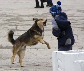 В Вологодской области злые и голодные собаки напали и погрызли ребенка