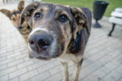 «Что бы зоошизы не писали, что это фейк, прикладываем фото справки»: в Астрахани собаки продолжают нападать на людей