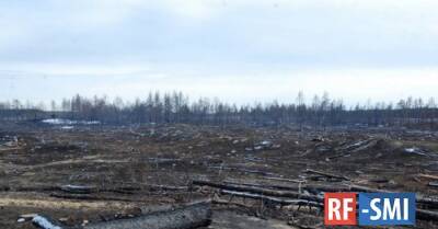 Прокуратура подала иск к замминистра в Карелии в связи с незаконной рубкой леса у Байкала