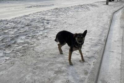 На Верхней Березовке в Улан-Удэ гоняются за бездомными собаками