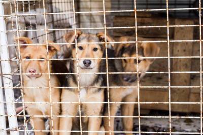 В 33 регионе отловили и стерилизовали более 2 тысяч собак