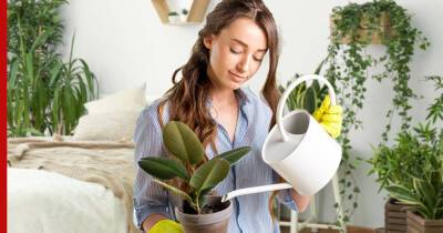 Озеленение маленькой квартиры: 5 уютных способов вписать комнатные растения в интерьер