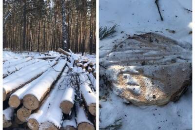 В минприроды не нашли нарушений при вырубках леса под Новосибирском