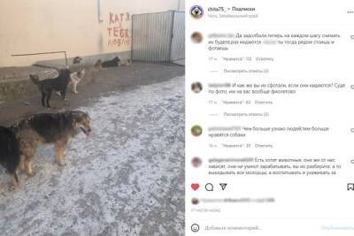 Собака покусала врача-педиатра, идущего на вызов в Чите