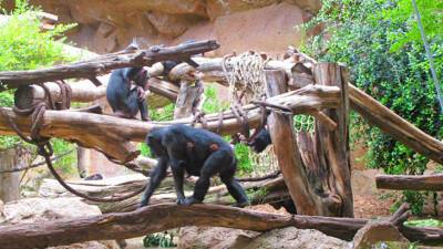 Шимпанзе научились «лечить» друг друга с помощью насекомых