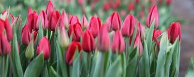 «Горзеленхоз» Иркутска к 8 марта вырастит рекордные 225 тысяч тюльпанов