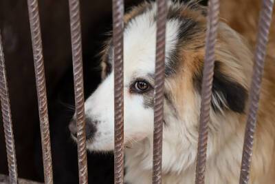 За пару месяцев в Туле поймали свыше 60 собак без хозяев