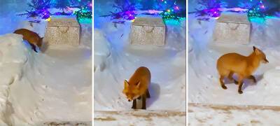 Смелая лисица пришла в гости к жителям Петрозаводска (ВИДЕО)