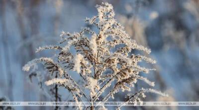 Мокрый снег и дождь ожидаются в Беларуси 11 февраля