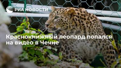 В Шаройском районе Чечни на видео попал краснокнижный леопард