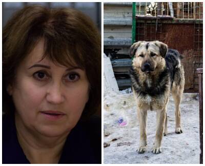 Усыплять бездомных собак предложила экс-депутат Госдумы из Новосибирска Ганзя