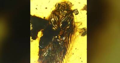 Усачи с выразительным взглядом. Ученые показали, как выглядели тараканы 100 млн лет назад