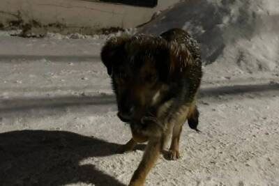 В Тверской области верный пёс три дня охранял перчатку хозяйки, которая его бросила