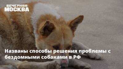 Названы способы решения проблемы с бездомными собаками в РФ