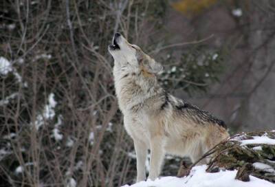 В Ленобласти предложили разрешить круглогодичную охоту на волков