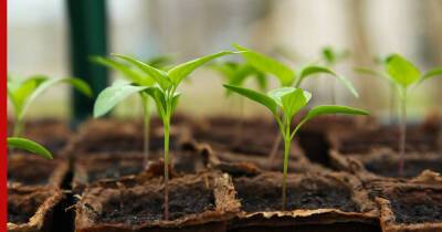 Как вырастить большие и сочные перцы: секрет хорошего урожая