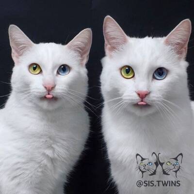 Петербургских кошек-близнецов признали самыми красивыми в мире