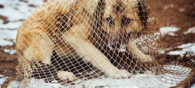 «Подрядчик вправе применять снотворное»: власти Петрозаводска рассказали об отлове бездомных животных