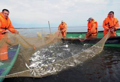 Томская область "вывела из тени" рыбный бизнес, утроив вылов за 10 лет - власти