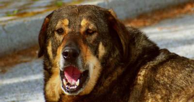 Стая бродячих собак до смерти загрызла женщину в Ярославской области