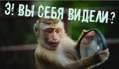 Ни один зоопарк Крыма не соответствует нормам нового закона