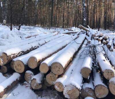 Жители Новосибирской области заявили о незаконной вырубке леса.