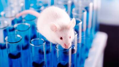 Швейцария может стать первой страной, которая запретит тестирование лекарств на животных