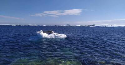 Почти +13 тепла: украинские полярники в Антарктиде зафиксировали температурный рекорд