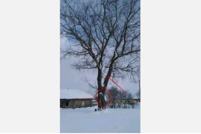 Туляк объяснил, зачем спилил уникальный 300-летний дуб на своем участке - 7info.ru - Тульская обл.