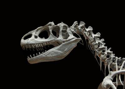 Американские ученые впервые обнаружили следы респираторной инфекции в костях динозавра