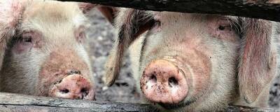 Парламент Башкирии не будет запрещать частникам выращивать свиней