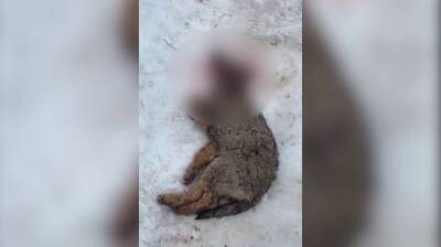 Под Воронежем школьники нашли на улице двух окровавленных щенков