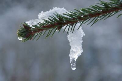 В Курской области 11 февраля синоптики обещают снег, дождь и до 5 градусов тепла
