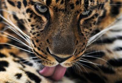 Популяцию дальневосточного леопарда планируют увеличить до 150 особей к 2030 году
