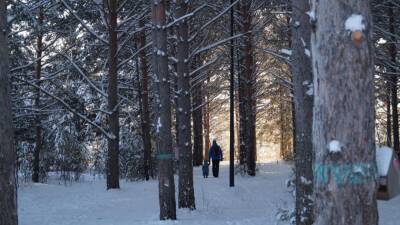В Новосибирской области в выходные ожидаются морозы до -34
