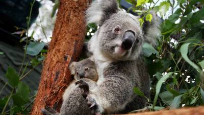 В Австралии коал внесли в список видов, находящихся под угрозой исчезновения
