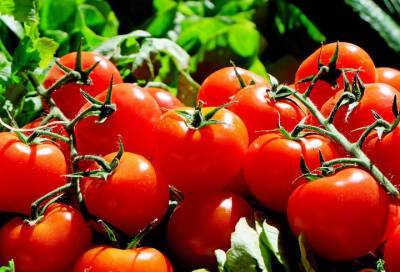 Диетолог Гинзбург назвал томат самым полезным продуктом для легких