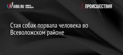 Стая собак порвала человека во Всеволожском районе